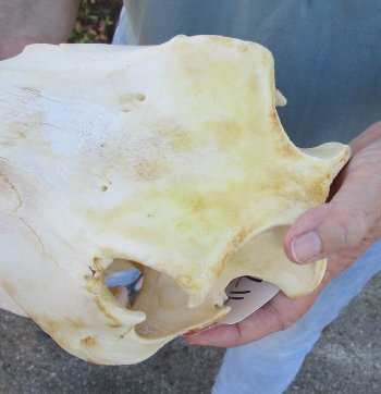 B-Grade African Warthog Skull (14") - $125