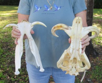 B-Grade African Warthog Skull (14") - $125