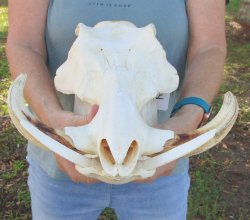 Genuine African Warthog Skull (15") - $185