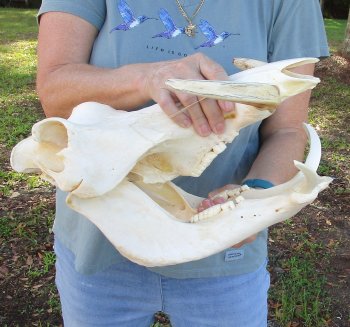 Genuine African Warthog Skull (15") - $185