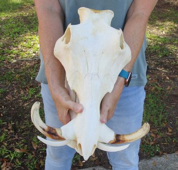 Genuine African Warthog Skull (15") - $185