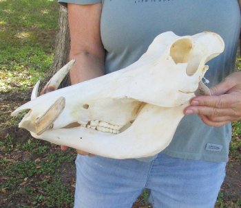Genuine African Warthog Skull (15") - $185