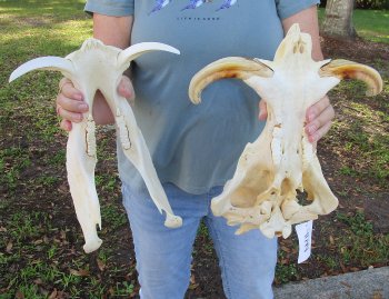 Genuine African Warthog Skull (15") - $185