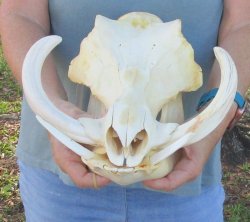 B-Grade African Warthog Skull (14") - $125