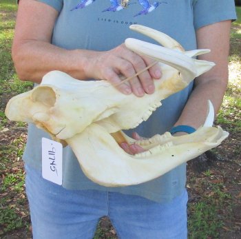 B-Grade African Warthog Skull (14") - $125