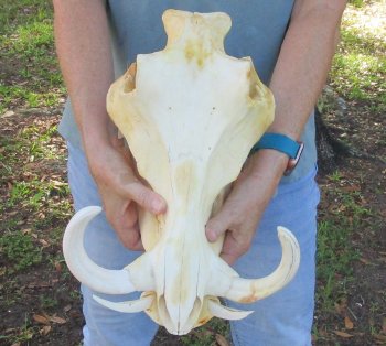 B-Grade African Warthog Skull (14") - $125