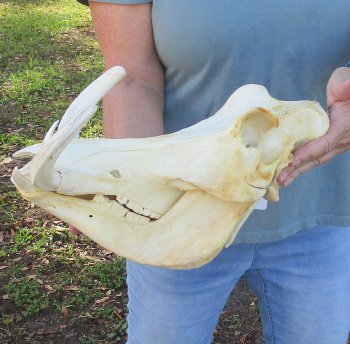 B-Grade African Warthog Skull (14") - $125
