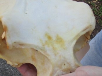 B-Grade African Warthog Skull (14") - $125