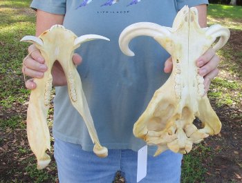 B-Grade African Warthog Skull (14") - $125