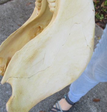 B-Grade African Warthog Skull (14") - $125