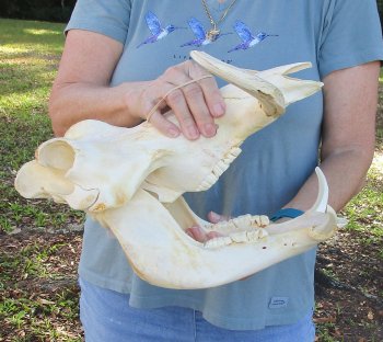 B-Grade African Warthog Skull (14") - $125