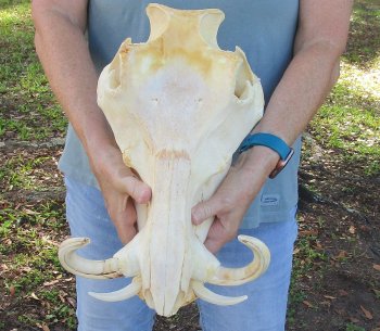 B-Grade African Warthog Skull (14") - $125