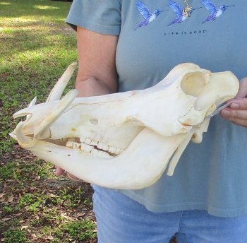 B-Grade African Warthog Skull (14") - $125
