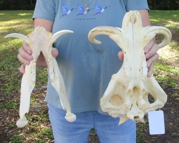 B-Grade African Warthog Skull (14") - $125