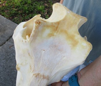 B-Grade African Warthog Skull (14") - $125