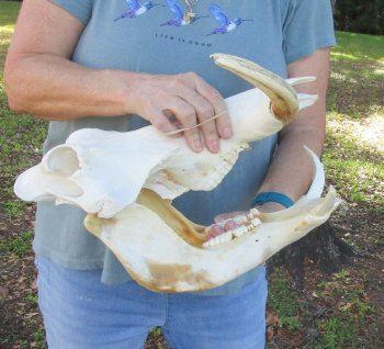 Genuine African Warthog Skull (15") - $185