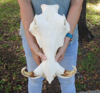 Genuine African Warthog Skull (15") - $185