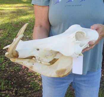 Genuine African Warthog Skull (15") - $185