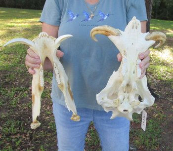 Genuine African Warthog Skull (15") - $185