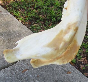 Genuine African Warthog Skull (15") - $185
