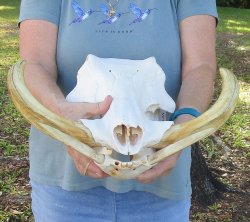 Massive Genuine African Warthog Skull (15") - $275