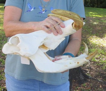 Massive Genuine African Warthog Skull (15") - $275