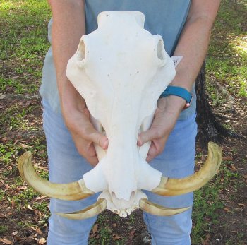 Massive Genuine African Warthog Skull (15") - $275