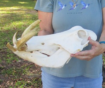 Massive Genuine African Warthog Skull (15") - $275