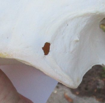 Massive Genuine African Warthog Skull (15") - $275