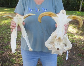 Massive Genuine African Warthog Skull (15") - $275