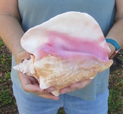 For sale 9" Huge Pink Conch Shell - $20
