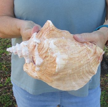 For sale 9" Huge Pink Conch Shell - $20
