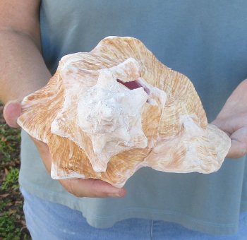 For sale 9" Huge Pink Conch Shell - $20