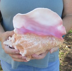 For sale 9" Huge Pink Conch Shell - $20