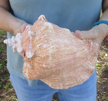 For sale 9" Huge Pink Conch Shell - $20