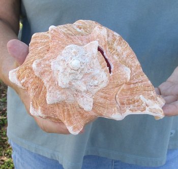 For sale 9" Huge Pink Conch Shell - $20