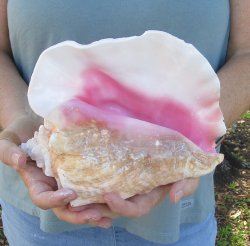 For sale 9" Huge Pink Conch Shell - $20