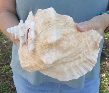 For sale 9" Huge Pink Conch Shell - $20
