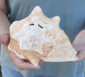 For sale 9" Huge Pink Conch Shell - $20