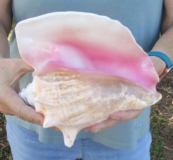 For sale 9" Huge Pink Conch Shell - $20