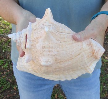 For sale 9" Huge Pink Conch Shell - $20