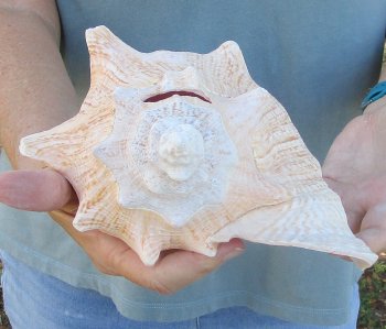 For sale 9" Huge Pink Conch Shell - $20