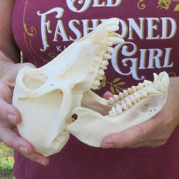 7" A-Grade Female Baboon Skull  (CITES P-000044854)
