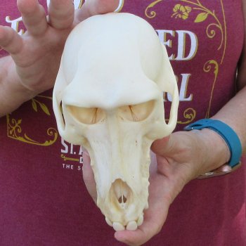 7" A-Grade Female Baboon Skull  (CITES P-000044854)