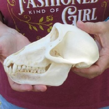 7" A-Grade Female Baboon Skull  (CITES P-000044854)