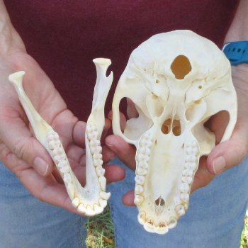 7" A-Grade Female Baboon Skull  (CITES P-000044854)