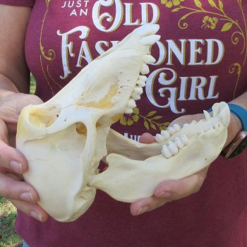 B-Grade 7-1/2" Female Baboon Skull (CITES P-000044854)