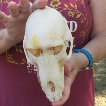 B-Grade 7-1/2" Female Baboon Skull (CITES P-000044854)