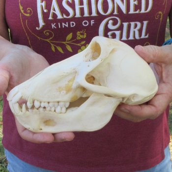 B-Grade 7-1/2" Female Baboon Skull (CITES P-000044854)