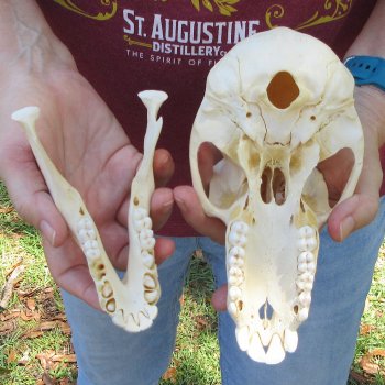 B-Grade 7-1/2" Female Baboon Skull (CITES P-000044854)